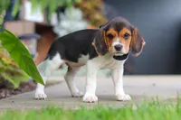Asher, a male Beagle for sale in Millersburg, OH – 4 of 10