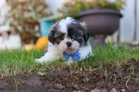 Kobe, a male Shih Tzu for sale in Millersburg, OH – 4 of 5