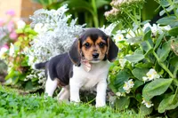 Paisley, a female Beagle for sale in Millersburg, OH – 3 of 10