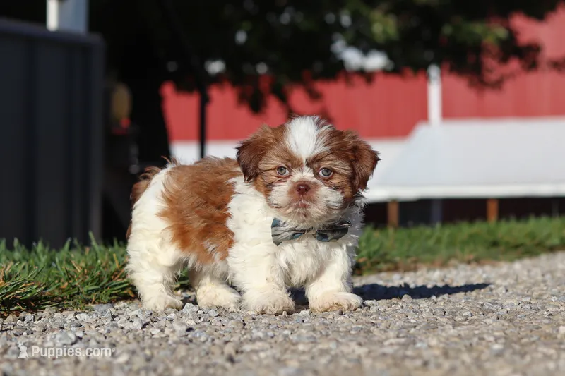 Micah – Shih Tzu puppy for sale in Millersburg, OH