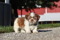 Micah, a male Shih Tzu for sale in Millersburg, OH – 1 of 7