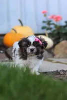 Daisy, a female Shih Tzu for sale in Millersburg, OH – 4 of 6