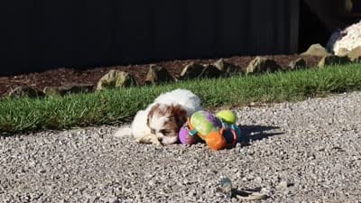 Julia, a female Shih Tzu for sale in Millersburg, OH – 9 of 9