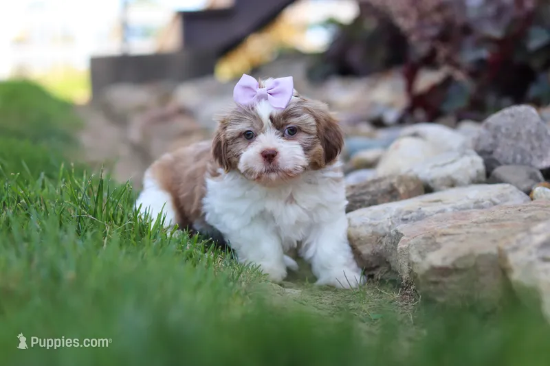 Ember – Shih Tzu puppy for sale in Millersburg, OH