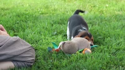 Enzo, a male Beagle for sale in Millersburg, OH – 10 of 10