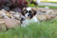 Bohdi, a male Shih Tzu for sale in Millersburg, OH – 3 of 9
