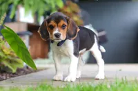 Asher, a male Beagle for sale in Millersburg, OH – 2 of 10