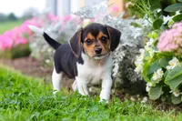 Paisley, a female Beagle for sale in Millersburg, OH – 8 of 10