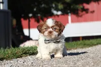 Micah, a male Shih Tzu for sale in Millersburg, OH – 6 of 7