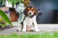Asher, a male Beagle for sale in Millersburg, OH – 8 of 10