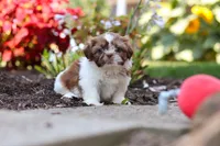 Juniper, a female Shih Tzu for sale in Millersburg, OH – 5 of 10