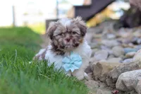 River, a male Shih Tzu for sale in Millersburg, OH – 5 of 10