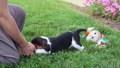 Asher, a male Beagle for sale in Millersburg, OH – 10 of 10