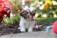 Juniper, a female Shih Tzu for sale in Millersburg, OH – 8 of 10