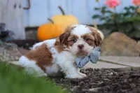 Benji, a male Shih Tzu for sale in Millersburg, OH – 3 of 5