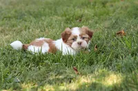 Goldie, a female Shih Tzu for sale in Millersburg, OH – 9 of 10