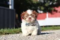 Micah, a male Shih Tzu for sale in Millersburg, OH – 5 of 7
