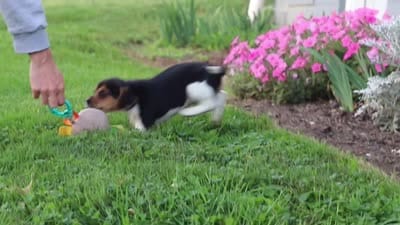 Paisley, a female Beagle for sale in Millersburg, OH – 10 of 10