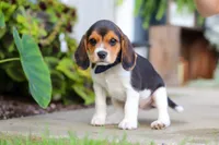 Asher, a male Beagle for sale in Millersburg, OH – 3 of 10