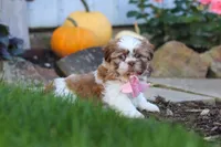 Lucy, a female Shih Tzu for sale in Millersburg, OH – 6 of 7