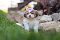 Ember, a female Shih Tzu for sale in Millersburg, OH – 2 of 10