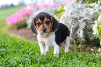 Paisley, a female Beagle for sale in Millersburg, OH – 7 of 10