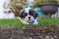 Kobe, a male Shih Tzu for sale in Millersburg, OH – 2 of 5