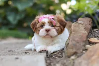 Goldie, a female Shih Tzu for sale in Millersburg, OH – 5 of 10