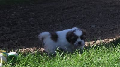 Chase, a male Shih Tzu for sale in Millersburg, OH – 6 of 6