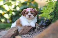 Goldie, a female Shih Tzu for sale in Millersburg, OH – 8 of 10