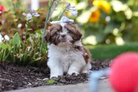 Juniper, a female Shih Tzu for sale in Millersburg, OH – 3 of 10