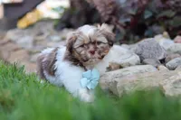 River, a male Shih Tzu for sale in Millersburg, OH – 4 of 10