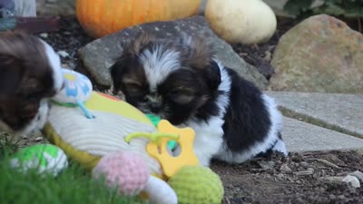 Riley, a male Shih Tzu for sale in Millersburg, OH – 10 of 10