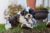 Kobe, a male Shih Tzu for sale in Millersburg, OH – 3 of 5