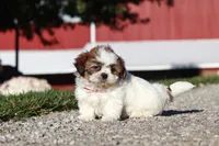 Julia, a female Shih Tzu for sale in Millersburg, OH – 6 of 9