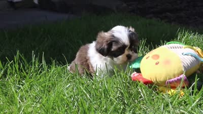 Kobe, a male Shih Tzu for sale in Millersburg, OH – 5 of 5