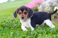 Paisley, a female Beagle for sale in Millersburg, OH – 6 of 10