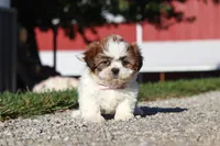 Julia, a female Shih Tzu for sale in Millersburg, OH – 8 of 9