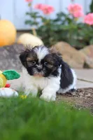 Riley, a male Shih Tzu for sale in Millersburg, OH – 4 of 10