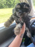 Daisy, a female Maltipoo for sale in Baton Rouge, LA – 1 of 4