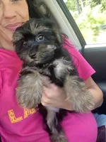 Daisy, a female Maltipoo for sale in Baton Rouge, LA – 2 of 4
