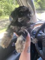 Daisy, a female Maltipoo for sale in Baton Rouge, LA – 3 of 4