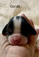 Alabama (Ali), a female Cavalier King Charles Spaniel for sale in Liberty, MS – 2 of 5