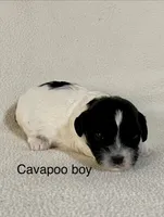 Bandit, a male Cavapoo for sale in Liberty, MS – 2 of 3