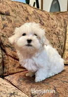 Benjamin , a male Maltese for sale in Liberty, MS – 3 of 7