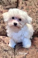 Snow (AKC), a female Maltese for sale in Liberty, MS – 3 of 9