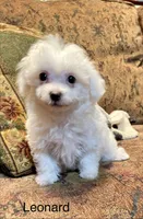 Leonard, a male Maltipoo for sale in Liberty, MS – 3 of 4