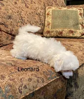 Leonard, a male Maltipoo for sale in Liberty, MS – 2 of 4