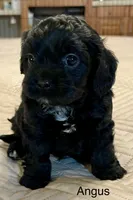 Angus, a male Cavapoo for sale in Liberty, MS – 7 of 10