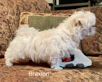 Braxton, a male Maltese for sale in Liberty, MS – 3 of 7